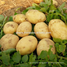 price holland potato good quality and best price for chip